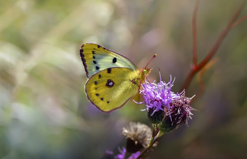 Butterfly Effect